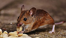 24 Hour & Emergency Exterminators in Woodfin, NC